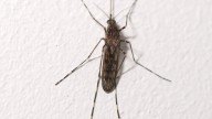 Has climate change brought mosquitoes to Iceland?