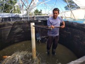 Cosecha Samalayuca mojarra tilapia y fortalece la economía