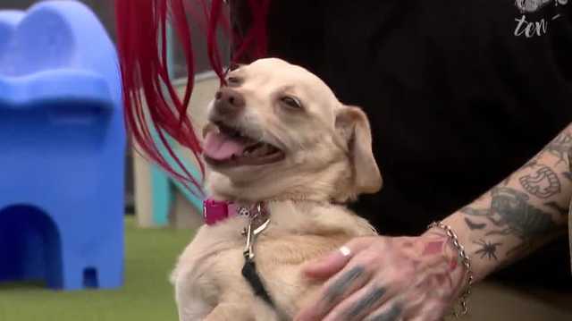 Missing Mississippi Chihuahua mix found in DeLand