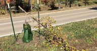 Nearly 1 year after 60 trees were vandalized in St. Paul, 32 more destroyed