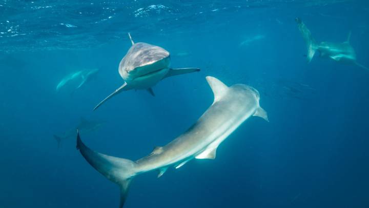 Surfer bitten TWICE by shark as it was chasing a seal off Australian coast before driving himself to hospital