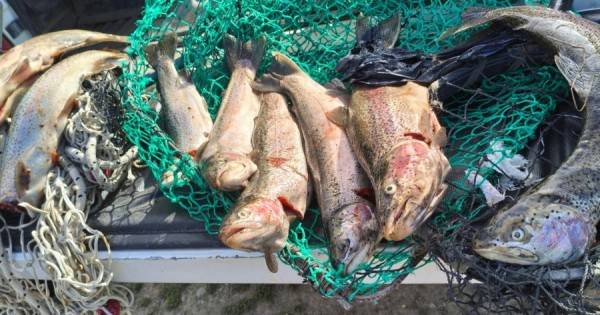 Pesca Continental decomisó 60 truchas tras intensos controles