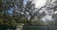 Miami far short of tree canopy goal