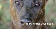 Find your furry friend at Newburgh's adoption event this Saturday