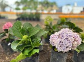 SDR y mujeres agricultoras de Atlixco arrancan proyecto verde