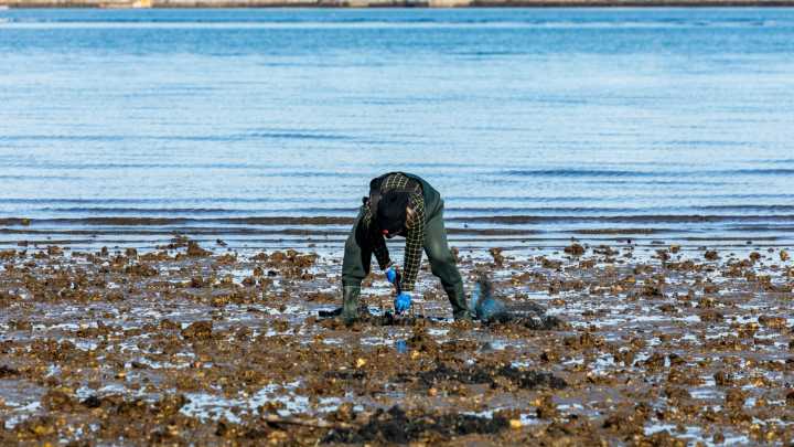 La Cofradía de Barallobre demandará al Ayuntamiento de Neda por contaminar las aguas de la ría de Ferrol