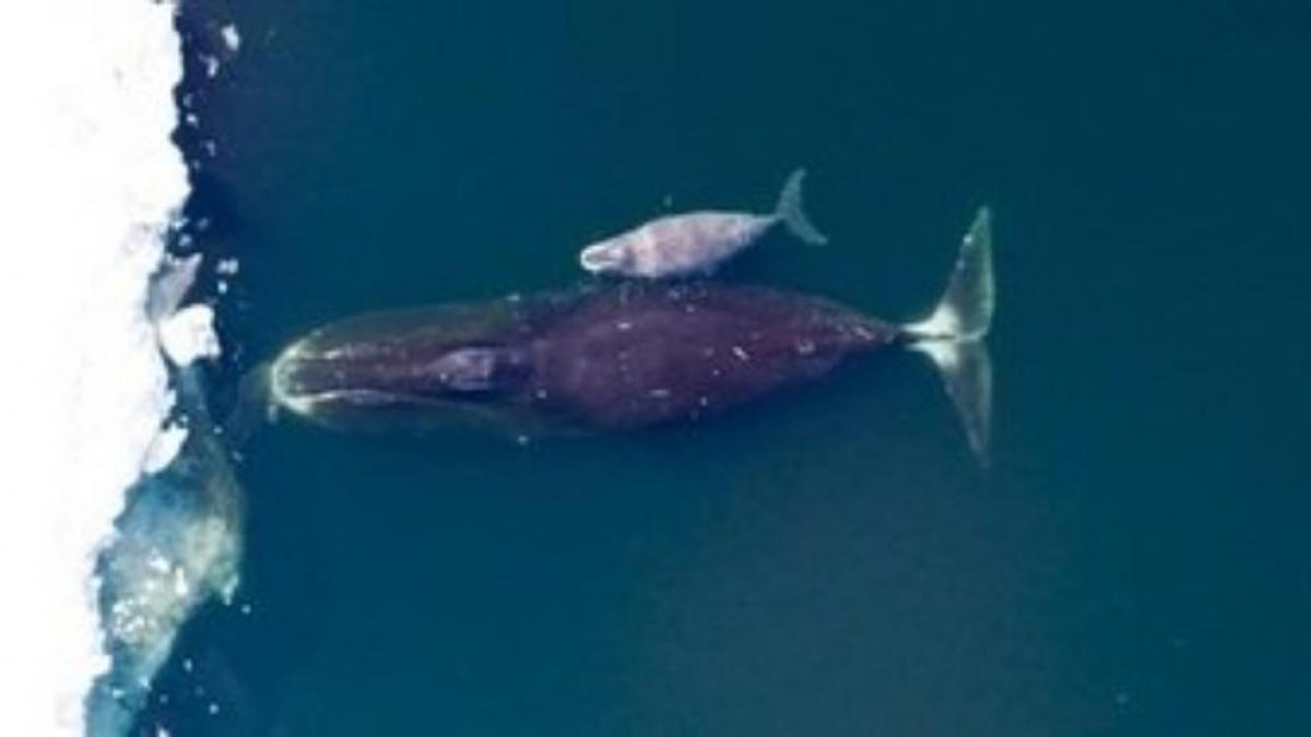 Descubren una proteína que permite vivir a las ballenas de Groenlandia más de 200 años