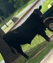 Newton police looking for missing bull last seen near N. Pilate Ave.