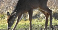 House Pro-Tem Pringle votes against new deer hunting regulation after past threats: ‘I do not want the dog hunters burning my stuff down’