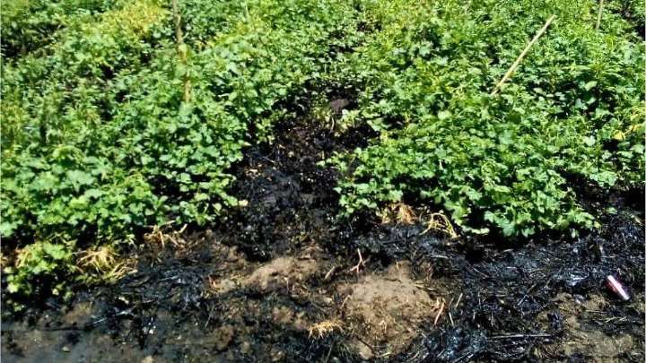 Lluvias dañan más de dos mil hectáreas de cultivos en Hidalgo