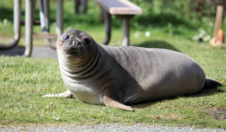 Presentation to dive into northern elephant seals of Whidbey