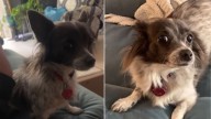 California Woman Adopts Chihuahua, Then Learns Her Dog’s True Breed Is Something Else Entirely