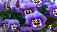 La planta que cambia del violeta al blanco, atrae mariposas y llena de aroma todo tu jardín