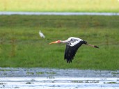 Painted Storks return to Kaziranga National Park after 4 years