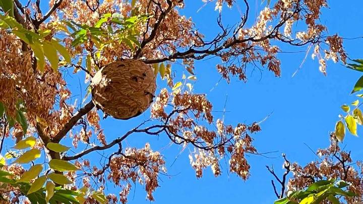 Alerta por la avispa asiática en Zaragoza: detectado el primer nido en el casco urbano