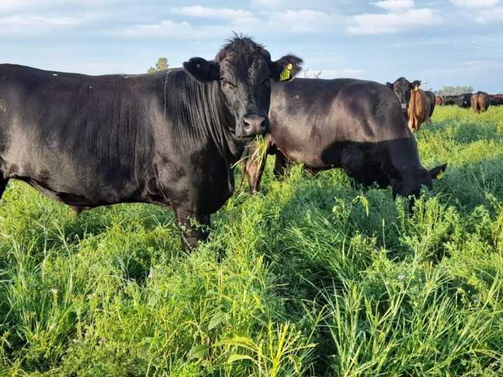 Un descubrimiento clave para la producción de alfalfa