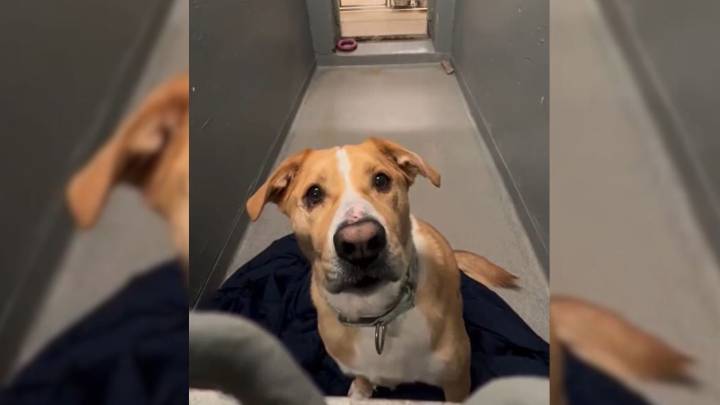 New York Shelter Dog Waits Over 1,170 Days For A Family To Finally Choose Him