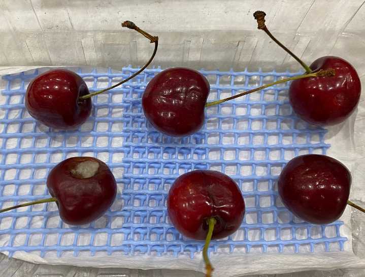 Condiciones climáticas aumentan riesgo de hongos en frutales: INIA impulsa tecnologías de detección y alerta temprana.