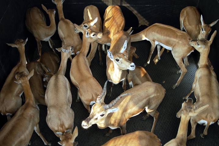MP News: 69 Blackbucks Trapped Using Boma Technique; 148 Caught So Far In Operation Blackbuck In Shajapur
