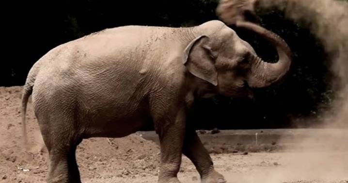 Murió Pupy, la elefanta que estuvo en Argentina y fue liberada en Brasil