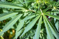 Inmate in prison at center of major Florida pot ruling says it gives him ‘bit of life and hope’