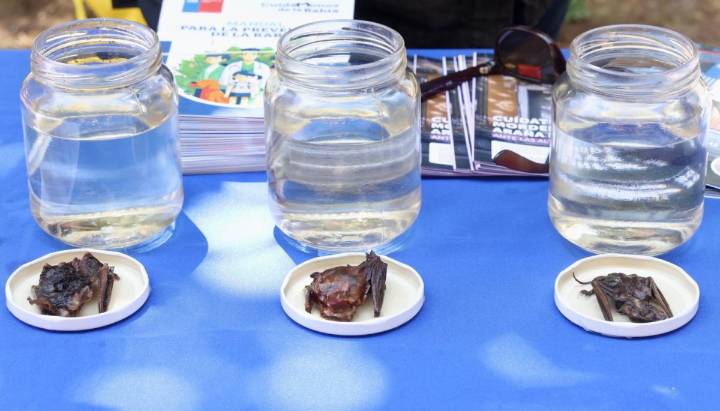 Aumento de casos de rabia en murciélagos activan campaña de vacunación para mascotas