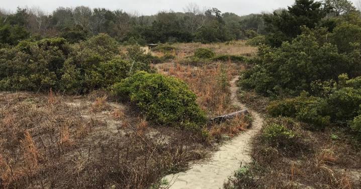 Sullivan’s Island owners appeal maritime forest decision