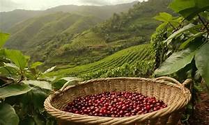 Récord de cosecha de café en Colombia… pero se prevé una caída en el próximo ciclo