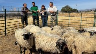 Un rebaño de ovejas colmenareñas para el ganadero que perdió las suyas en el incendio de Tres Cantos