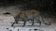 Gurugram: Panic after leopard spotted in IMT Manesar Sector 8