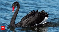 Discover 12 gorgeous black-coloured animals and their fascinating traits