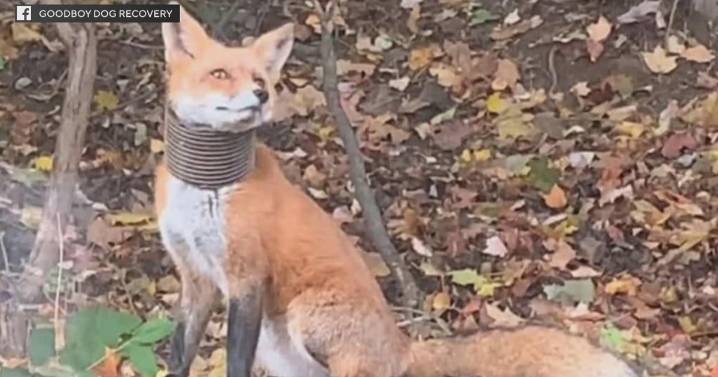 Pennsylvania animal nonprofit searching for fox seen with tube around its neck
