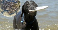 Tychonema blue-green algae warning to Canberra pet owners