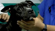 Justicia para ‘Negrito’: Vinculan a proceso a 3 personas por brutal ataque a perrito en Tonalá. Esto pagarán de multa
