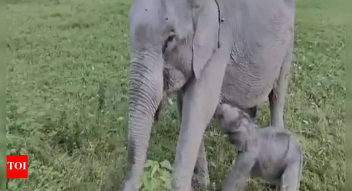 ‘Mayabini’: Kaziranga welcomes baby elephant; named after Zubeen Garg's song