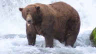 Fat Bear Week winner revealed: Chunk survived broken jaw to take heavyweight title