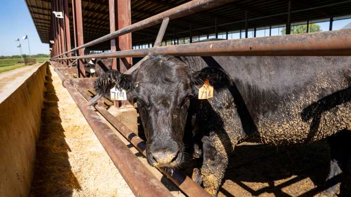 Trump calls on US cattle producers to get prices down