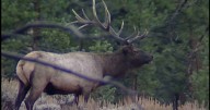 Central Montana hunters see success on the opening weekend