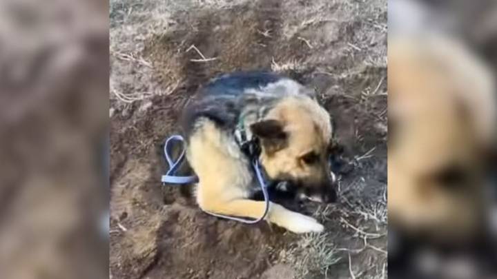 California Rescuer Finds A Terrified Dog In An Orchard And Uncovers The Truth