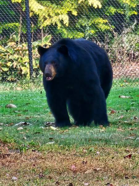 Easton police tell residents to beware of bear roaming town