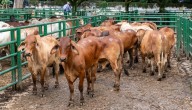 ¿Cómo se comportó el precio del ganado durante la semana del 20 al 24 de octubre?
