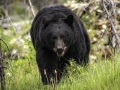 Camper who sent photos of bear to family found dead in suspected attack two days later