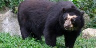 Proponen ley para proteger al oso de anteojos en Perú: así sería el gran refugio natural de los Andes