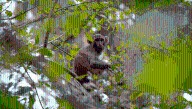 Why Are There Monkeys In Florida? It Goes Back To The 1930s And One Cruise Operator's Cunning Plan