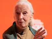 Jane Goodall, conservationist and chimpanzee expert, dies aged 91
