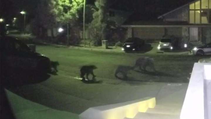 Mama bear, 3 cubs spotted near popular L.A. park 