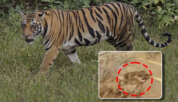 Tiger Pugmarks Found In Angul Forest, Dept On Alert