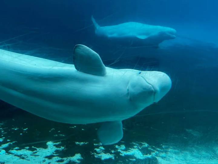 Marineland won't get funding amid threats to euthanize 30 beluga whales