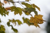 Leaf disposal area open to Butler city residents