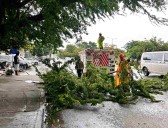 Provoca rama caída caos vial en la avenida Chichén Itzá de Cancún
